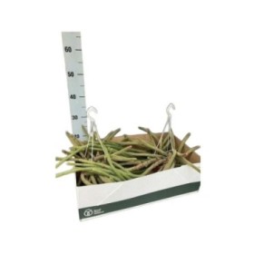 APOROCACTUS Flagelliformis M14 h60 COLGAR