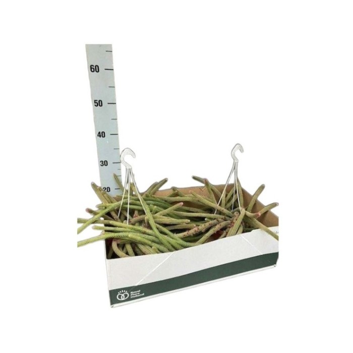 APOROCACTUS Flagelliformis M14 h60 PENJAR