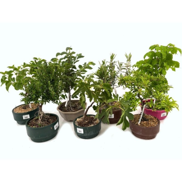 BONSAI EXTERIOR MIX D18 H40