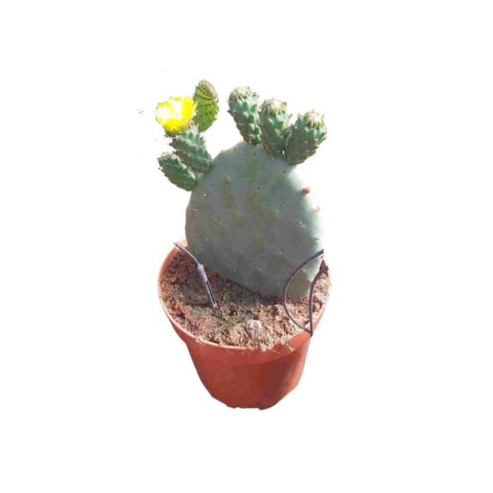 OPUNTIA  M22