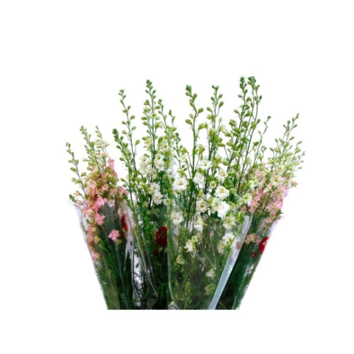 FLOR, ESPUELA x 5 tiges.