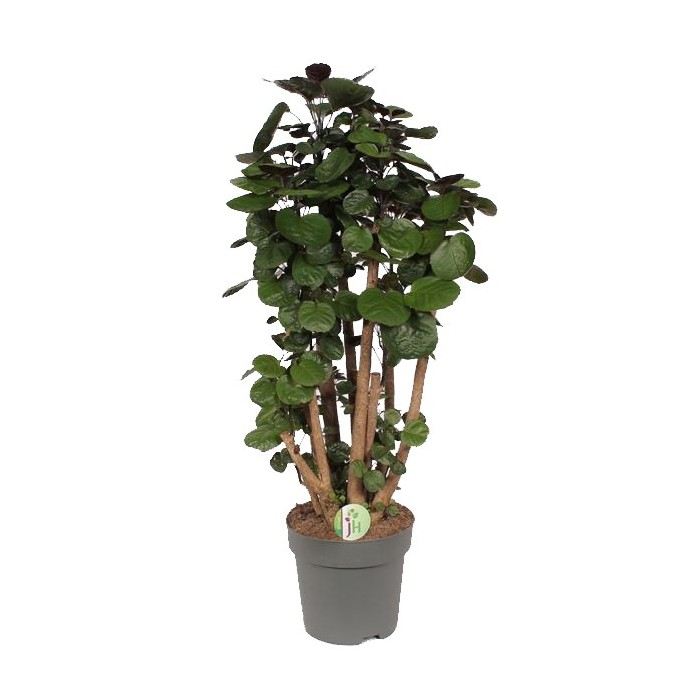 POLYSCIAS FABIAN  M23- 90cm.  RAMIFICAT