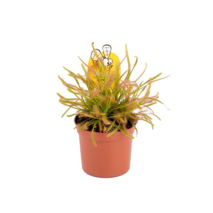 DROSERA CAPENSIS M8.5