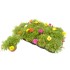 PORTULACA GRANDIFLORA 11