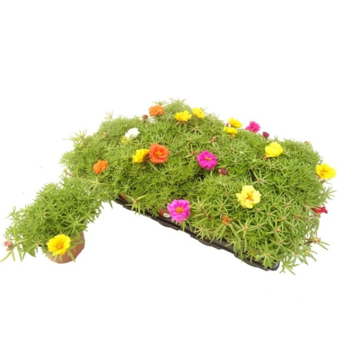 PORTULACA GRANDIFLORA 11