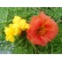 PORTULACA GRANDIFLORA 11