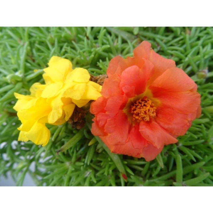 PORTULACA GRANDIFLORA 11