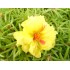 PORTULACA GRANDIFLORA 11