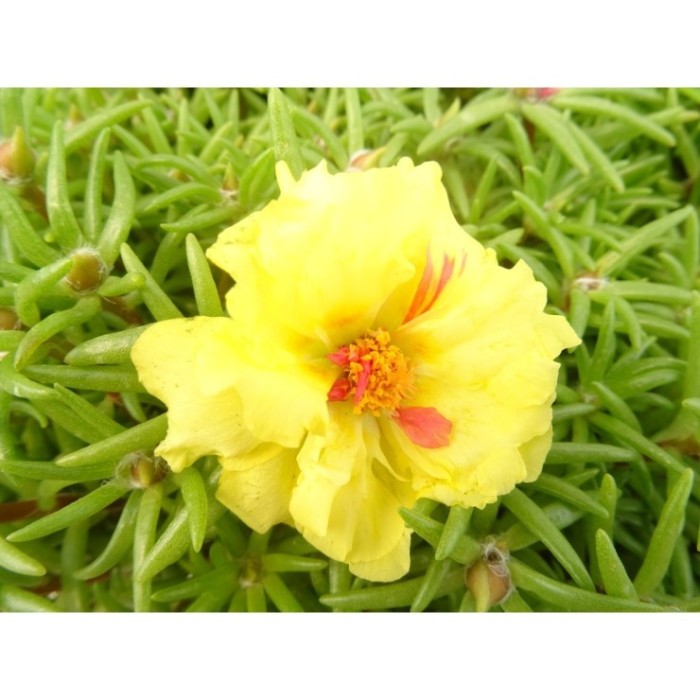 PORTULACA GRANDIFLORA 11