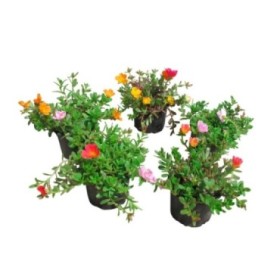 PORTULACA UMBRATICOLA 11