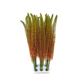 FLOR, EREMURUS 150 cm x5 tiges.