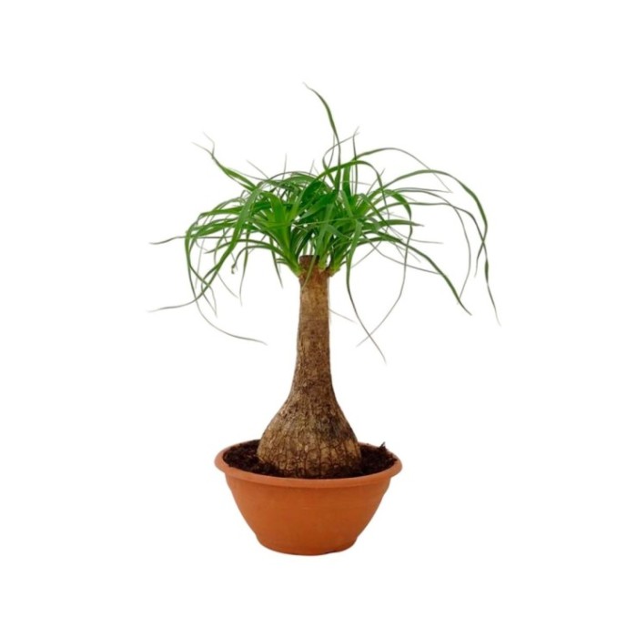 BEAUCARNEA 1tronc  50cm. tarrina 19