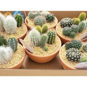 COMPOSICIO CACTUS T13 MIX TERRACOTA