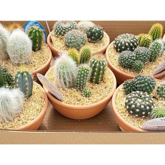 COMPOSICIO CACTUS T13 MIX TERRACOTA