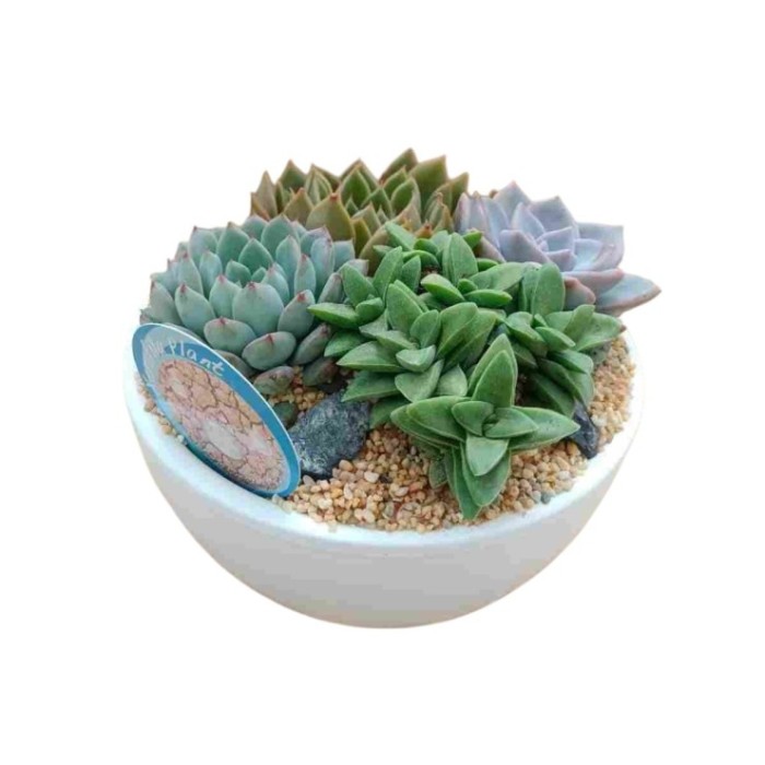 COMPOSICIO CRASAS T20 MIX CERAMICA ESMALTADA