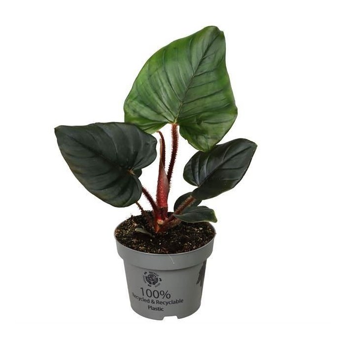 PHILODENDRON  M12 SQUAMIFERUM X SERPENS