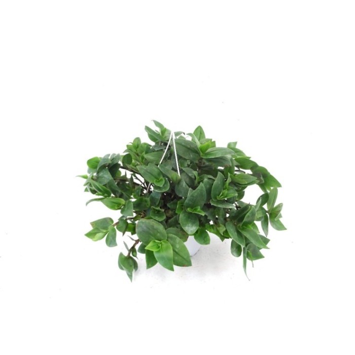 TRADESCANTIA BLUSHING BRIDE T17