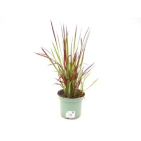 IMPERATA CYLINDRICA M17