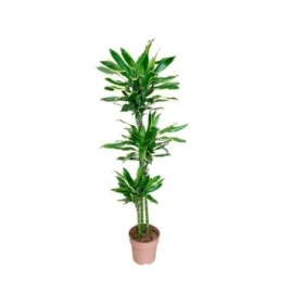 DRACAENA GOLD COAST 90.60.30  M22 H150