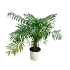 CHAMAEDOREA  M24- 100cm.