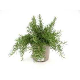 ROSMARINUS PROSTRATUS M17