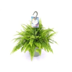 NEPHROLEPIS NEVADA T23