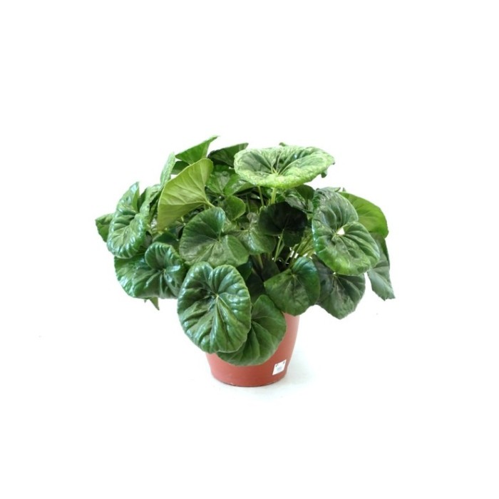 FARFUGIUM GIGANTEUM 25L