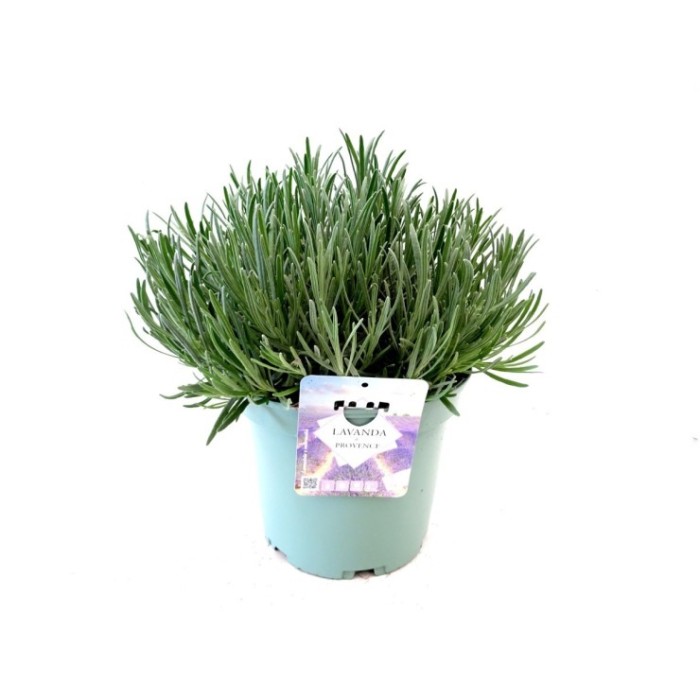 LAVANDE DE PROVENCE 5L