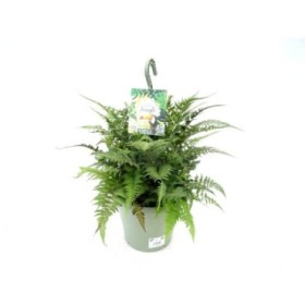 ATHYRIUM METALLICUM T23