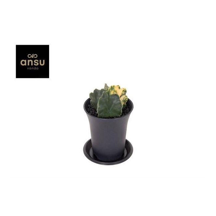 ASTROPHYTUM MYRIOSTIGMA M 7 Variegata