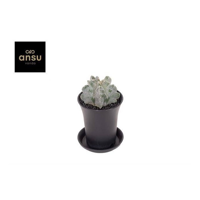 ASTROPHYTUM MYRIOSTIGMA M 7 Kikko Onzuka