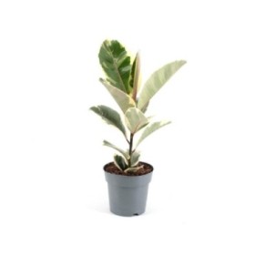FICUS TINEKE  M17- 60cm
