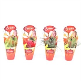 TILLANDSIA SUELTA POTCOVER