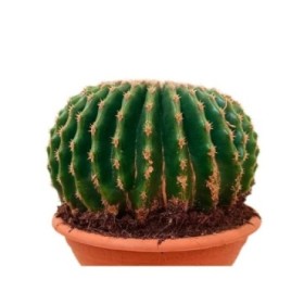 ECHINOCACTUS GRUSONII M20 H20 Inermis