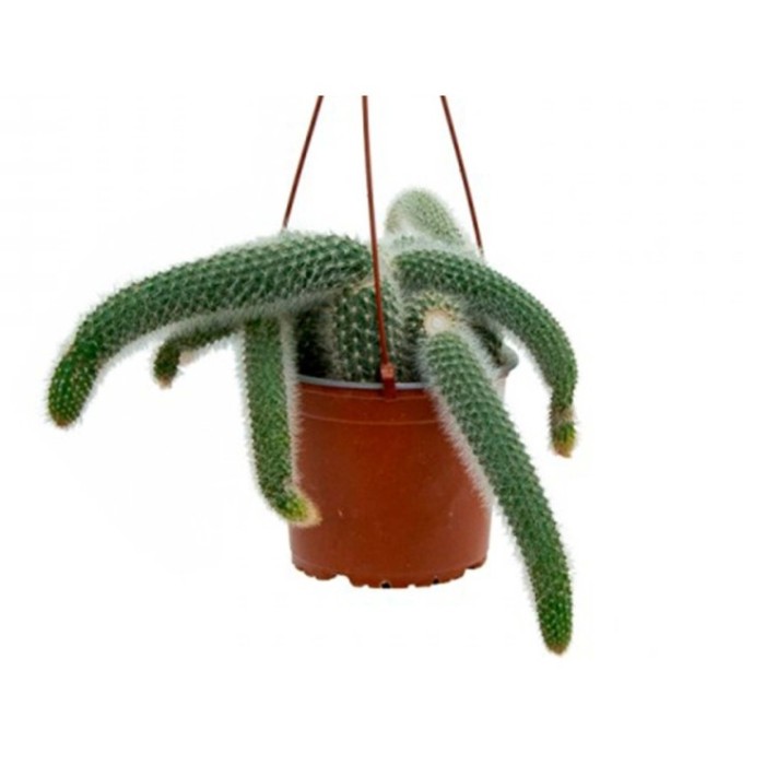 HILDEWINTERA COLADEMONIS M13 cactus cola de mono