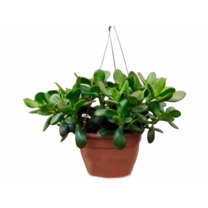 CRASSULA OVATA C20 COLGADOR