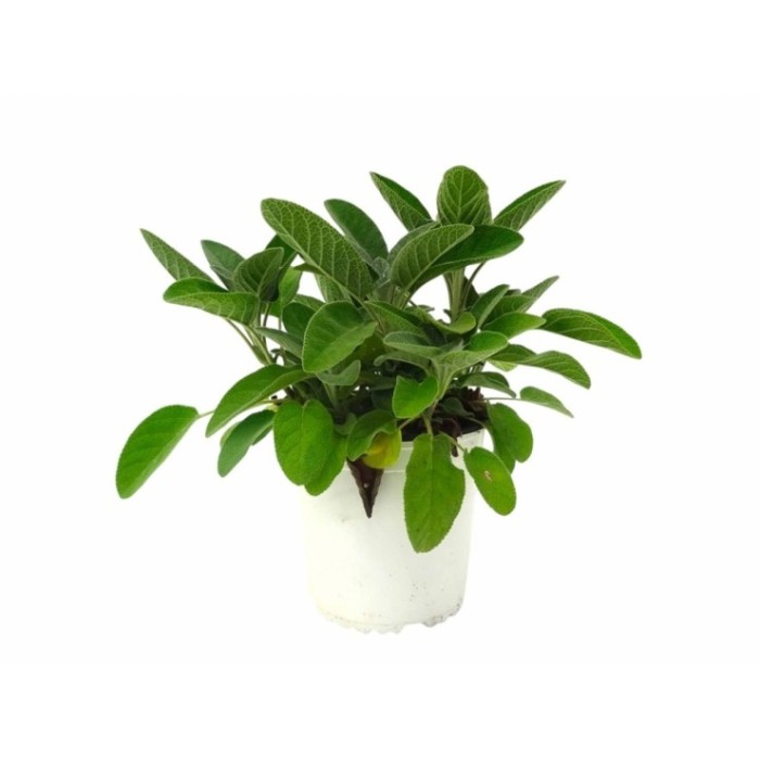 SALVIA OFFICINALIS M13