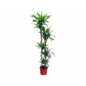 DRACAENA DEREMENSIS LEMON L. 150.120.90.60.30 M30