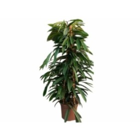 FICUS AMSTEL KING  M40-210cm.
