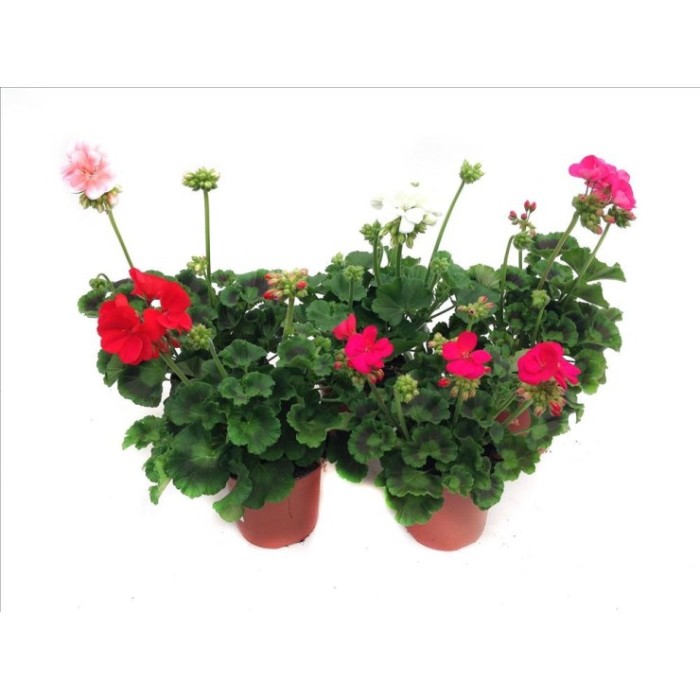 PELARGONIUM ZONALE M13