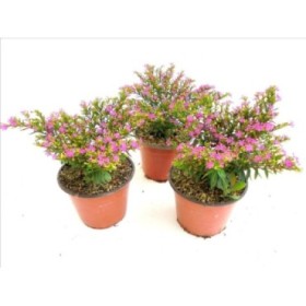 CUPHEA HYSSOPIFOLIA M13