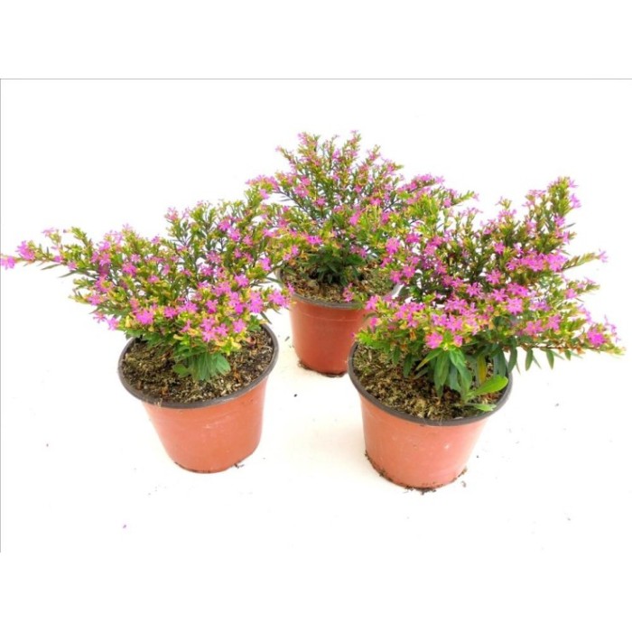 CUPHEA HYSSOPIFOLIA M13