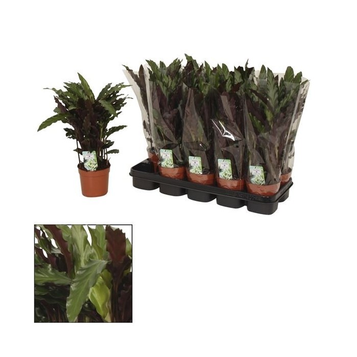 CALATHEA  M12  RUFIBARBA ELGERGRASS
