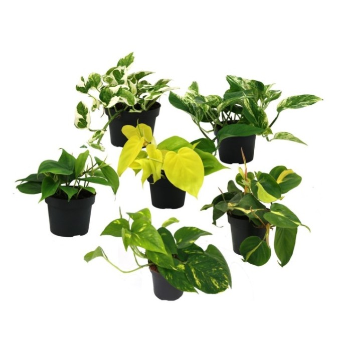 POTHOS  M11 MIX