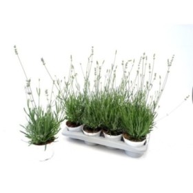 LAVANDULA ANGUSTIFOLIA M13