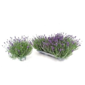 LAVANDULA BLEU M13