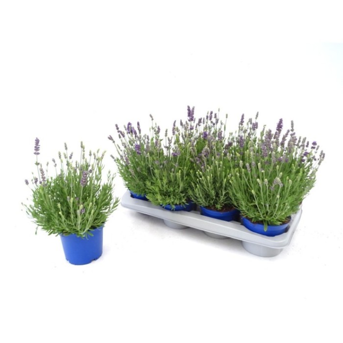LAVANDULA SPEAR BLUE M13