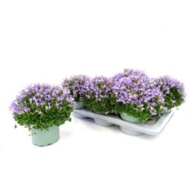 CAMPANULA PORTENSCHLAGIANA M17