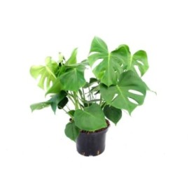 MONSTERA DELICIOSA 5L