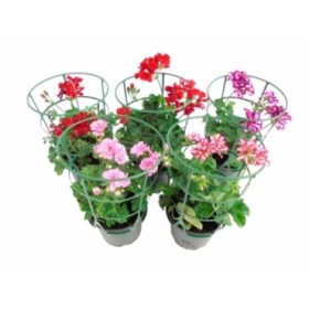 PELARGONIUM HIEDRA M13